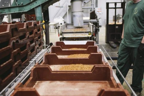 鋼鐵俠 來到巴黎投資昆蟲工廠 未來我們會吃昆蟲食品么
